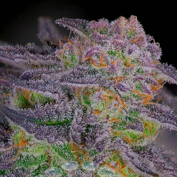 Sherbangie Seed > Elev8 Seeds | Feminized Cannabis   |  Indica